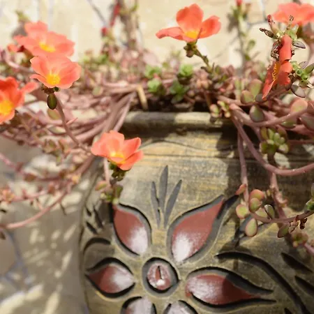 Lägenhetshotell Alexandra Vrasná